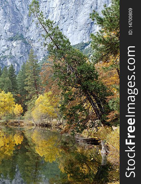 Fall foliage surrounds a still pond in Yosemite, California, with a mature tree growing at an extreme angle over the water. Fall foliage surrounds a still pond in Yosemite, California, with a mature tree growing at an extreme angle over the water.