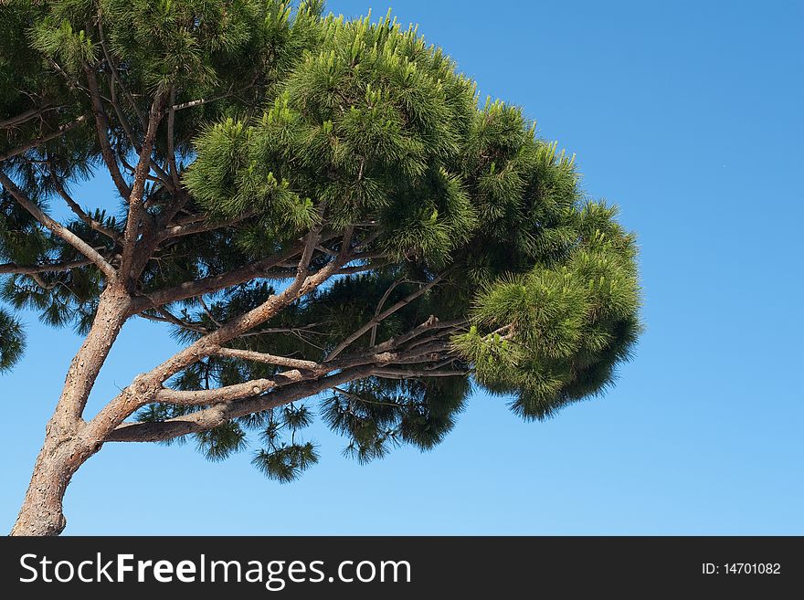 Pine tree view with blue sky background. Pine tree view with blue sky background