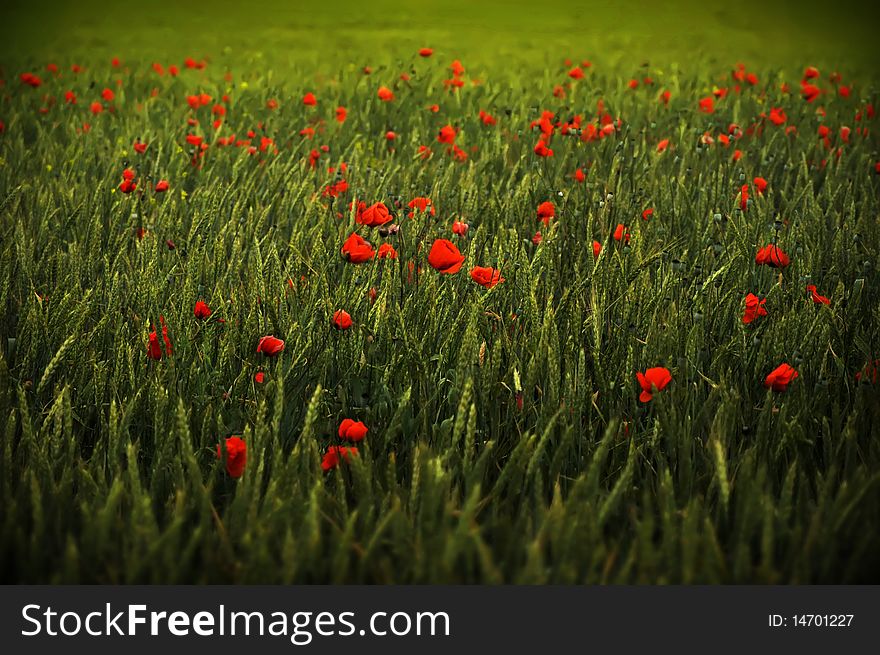 Background with poppies in a wheat field. Background with poppies in a wheat field