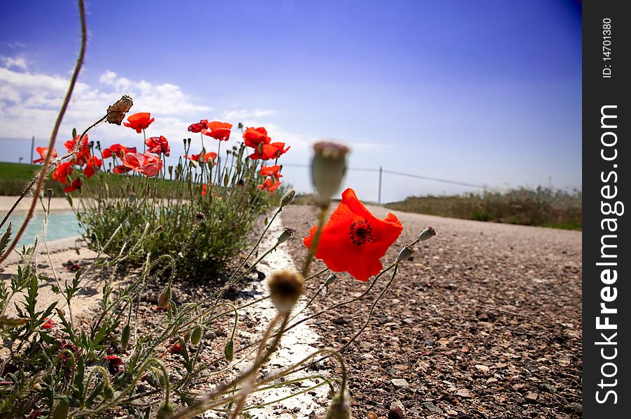 Poppies In The Road