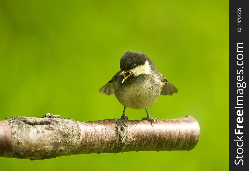 An image of a coal tit fledgling, periparus ater, crying to the parent bird to be fed and flapping its wings in desperation. An image of a coal tit fledgling, periparus ater, crying to the parent bird to be fed and flapping its wings in desperation.