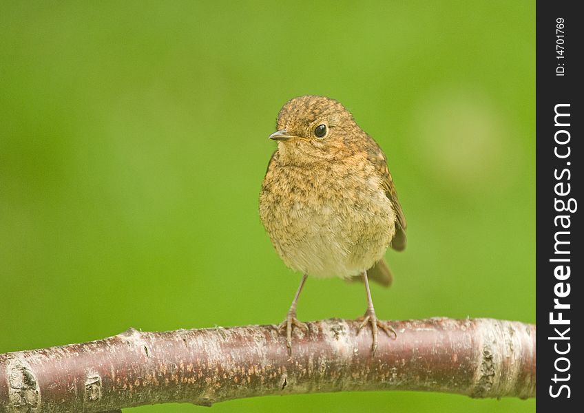 An image of a fledgling robin prior to developing a characteristic red breast awaiting food from the parent birds. An image of a fledgling robin prior to developing a characteristic red breast awaiting food from the parent birds.