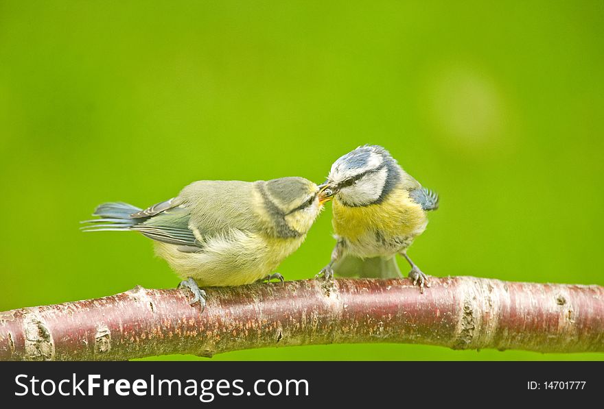 An image of a mature Blue tit, Parus Caeruleus, feeding its fledgling. An image of a mature Blue tit, Parus Caeruleus, feeding its fledgling.