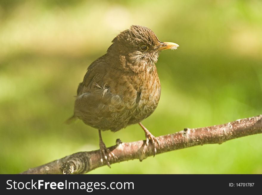 An image of a fledgling blackbird, Turdus Merula,  on a tree branch awaiting a parent bird to bring food. An image of a fledgling blackbird, Turdus Merula,  on a tree branch awaiting a parent bird to bring food.