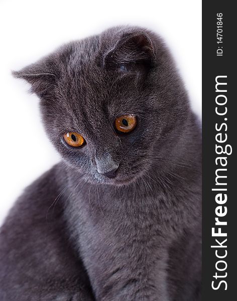 Young British blue cat with yellow eyes sittin looking down, isolated on white