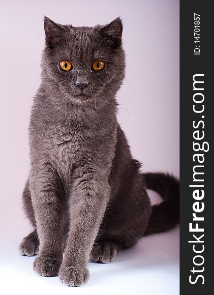 Young British blue cat with yellow eyes sitting