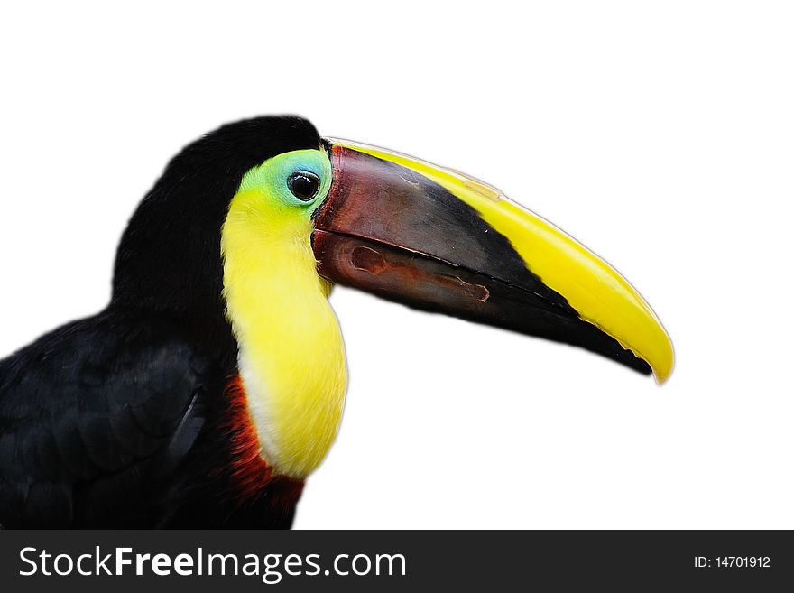 Beautiful colors of Toucan isolated on a white background