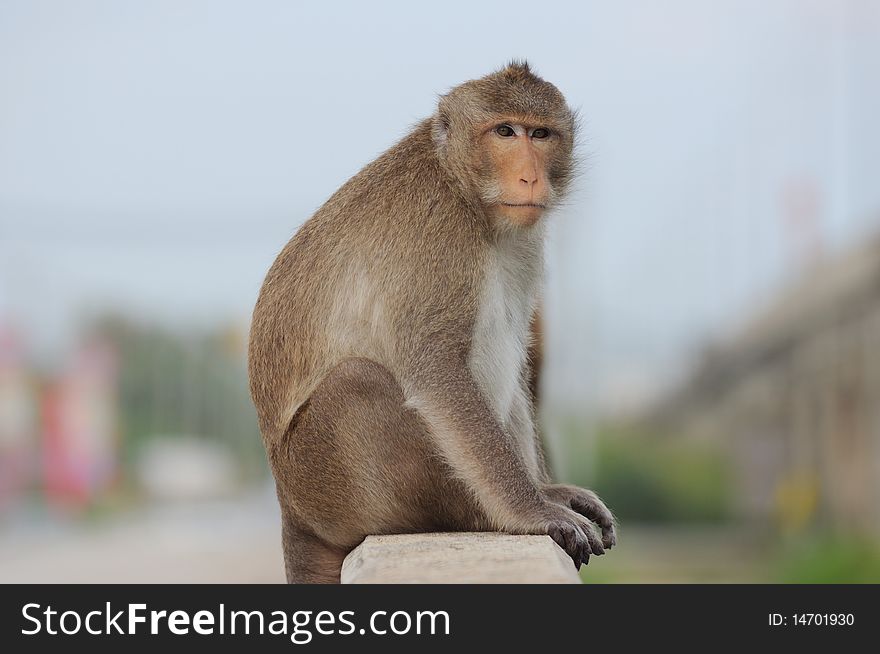 The alone monkey sit on the handrail bridge