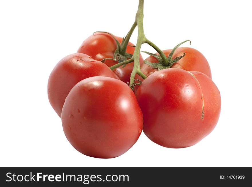 Branch of tomatos