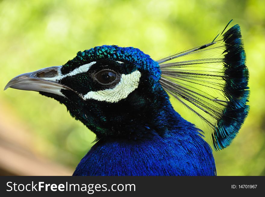 Close up of blue peacock head with plumage