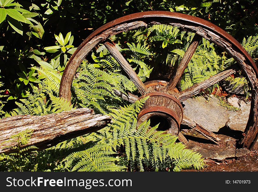 Rusty old wagon wheel in garden surrounded by ferns