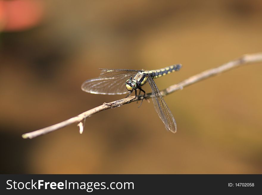 A dragonfly resting on the branch.