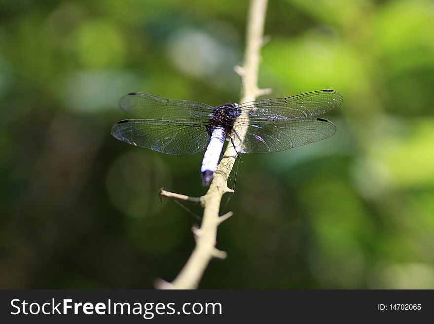 A dragonfly resting on the branch.
