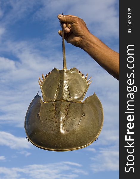 Thai fisherman holding horseshoe crabs against the sky. Thai fisherman holding horseshoe crabs against the sky