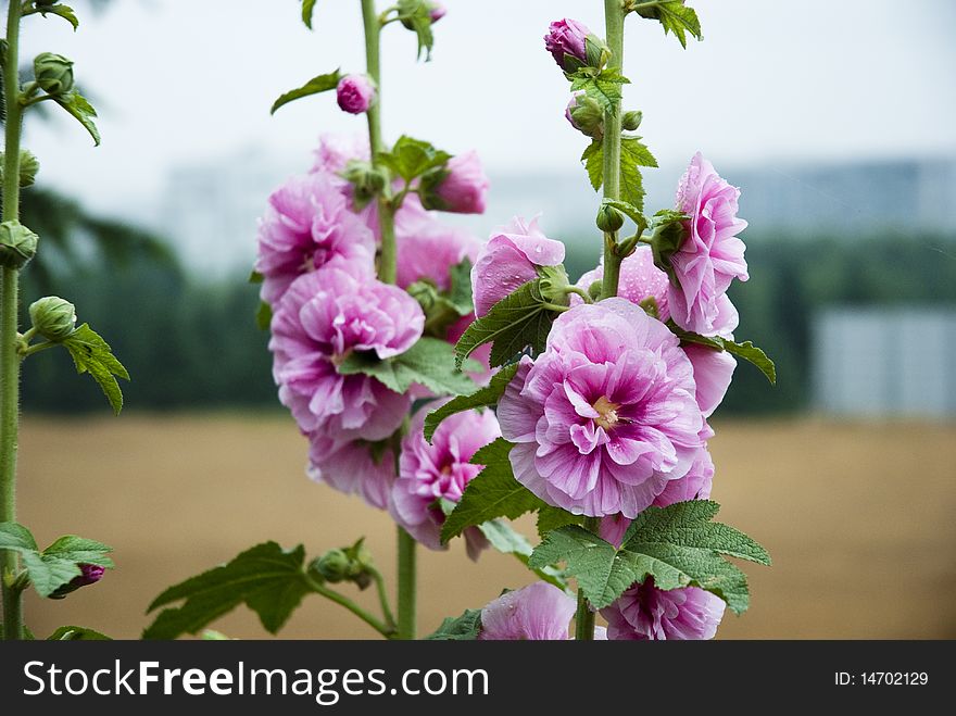 The pink hollyhock in the field