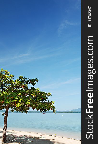 Tree On A Beach