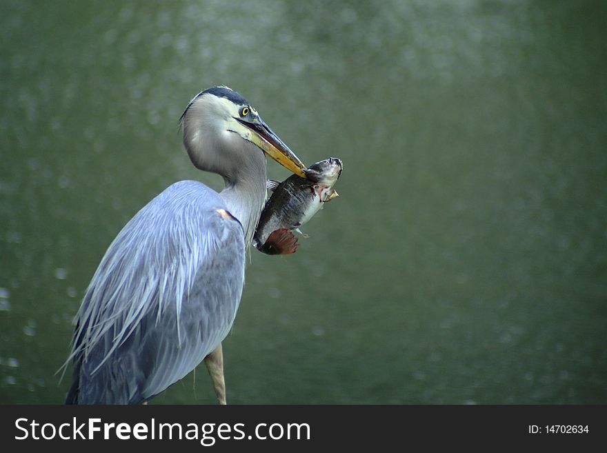 A blue heron with his lunch in beak. A blue heron with his lunch in beak