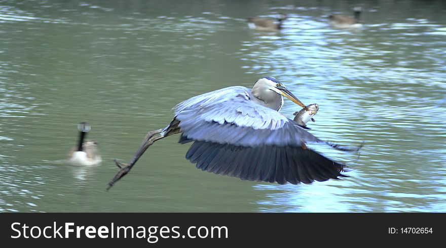 A Blue heron flying with it's fish supper. A Blue heron flying with it's fish supper