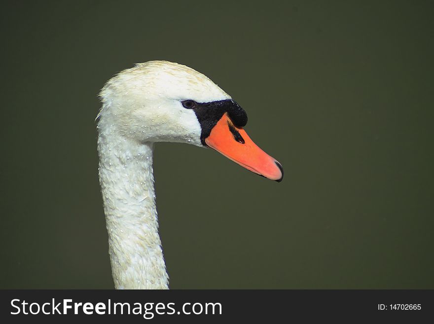 A wet head of a swan on the river. A wet head of a swan on the river