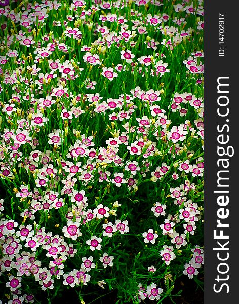 A large group of many small white and purple flowers (phlox) spread out through tall grass. A large group of many small white and purple flowers (phlox) spread out through tall grass.