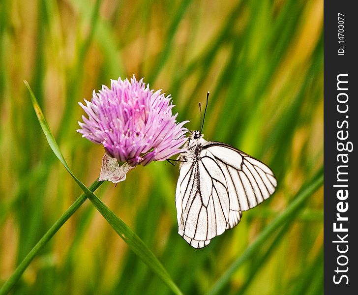 Butterfly on a flower of decorative onions