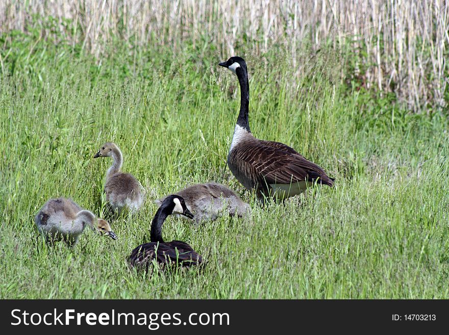 A family of Canadian geese. A family of Canadian geese