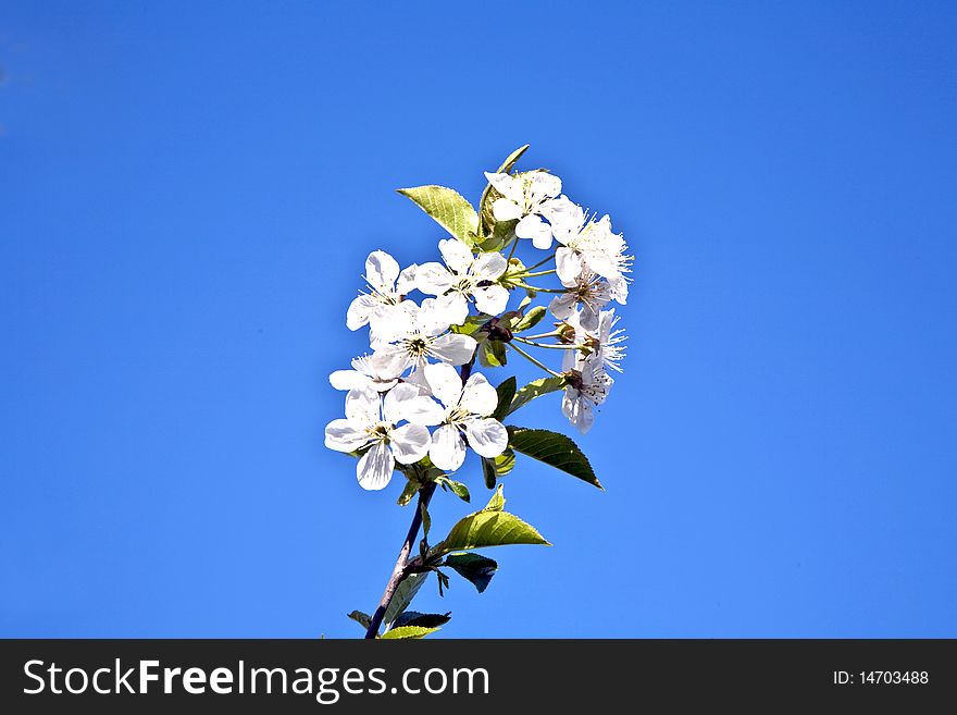 Close-up Branch Of Bloom In Spring