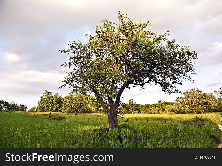 Tree alone on a meadow in sunset. Tree alone on a meadow in sunset