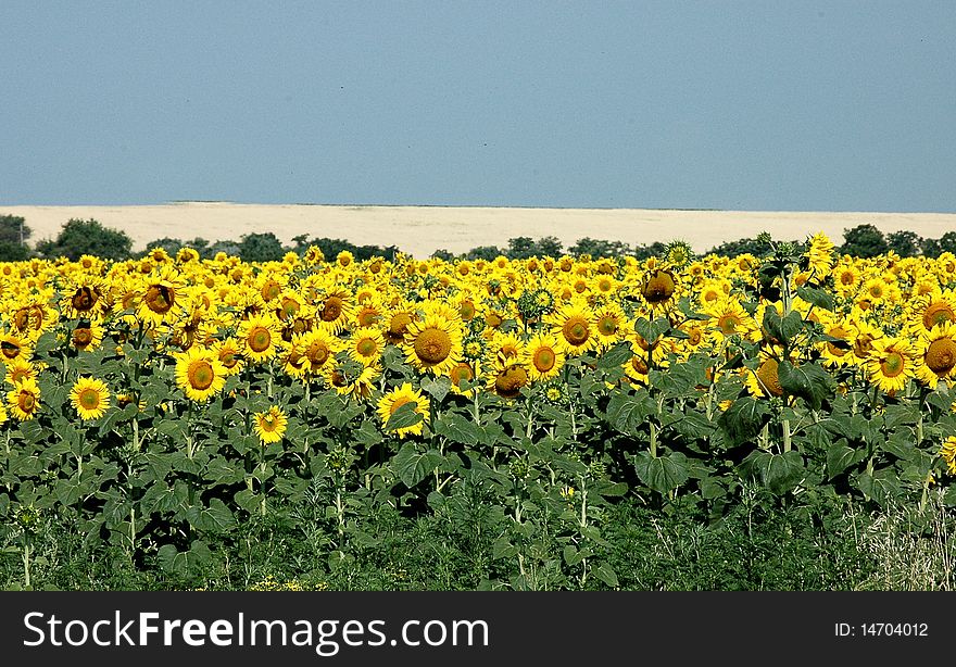 Field of sunflowers bordering on the horizon with blue sky
