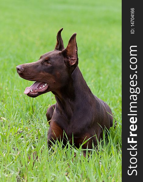 Young brown doberman laying on the green grass. Young brown doberman laying on the green grass