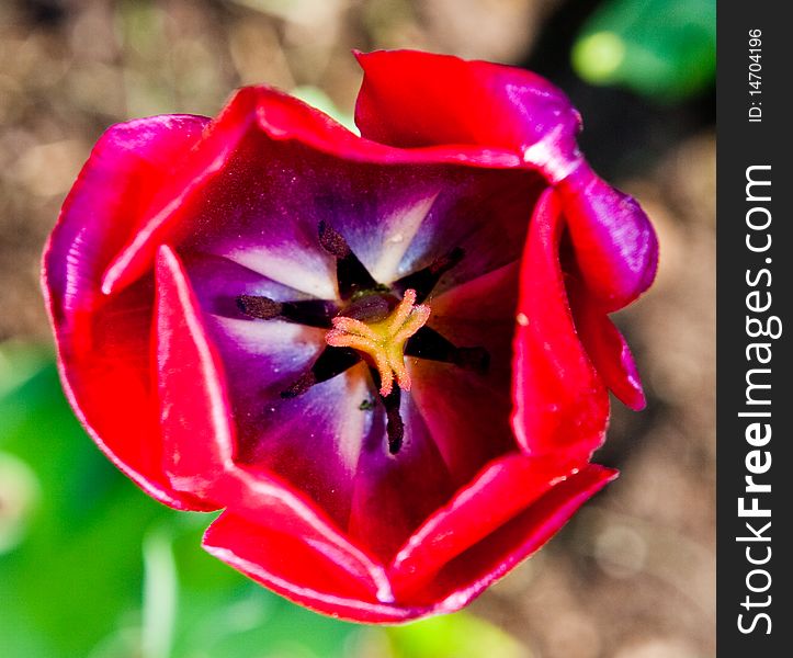 Macro Shot Of The Red Tulip