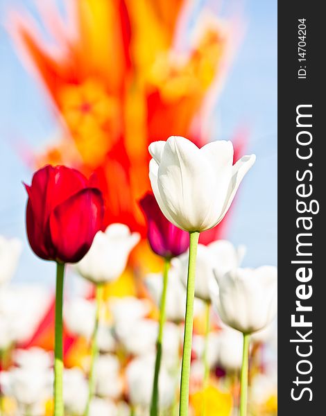 Macro Shot Of The Red Tulip