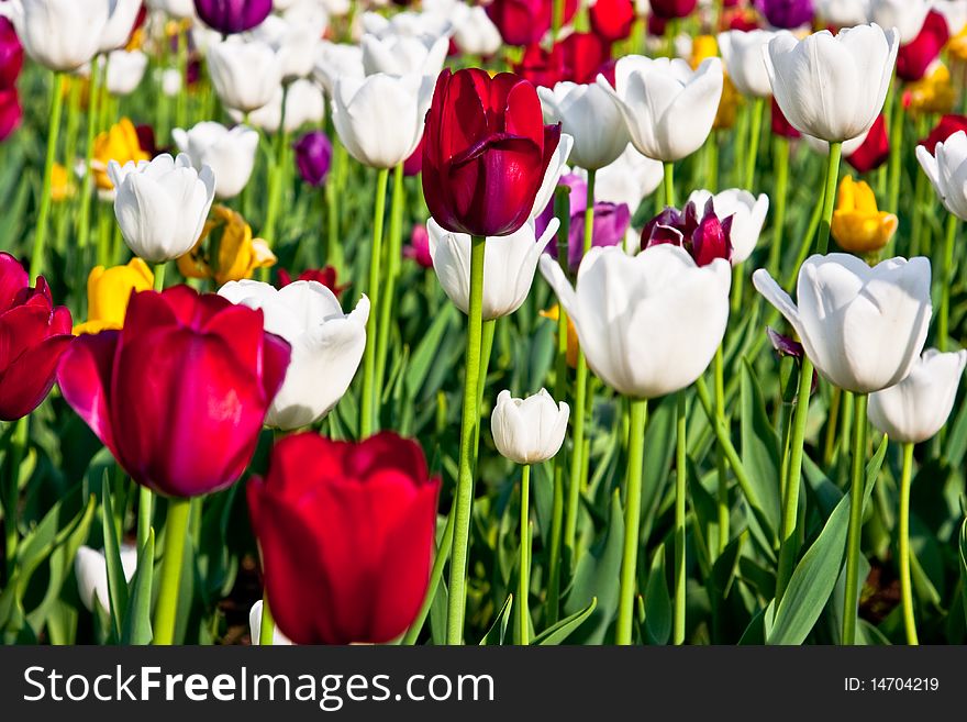 Many beautifull colorful flowers tulips. Many beautifull colorful flowers tulips