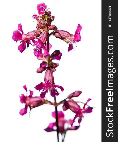 Red wild flower isolated on white. Red wild flower isolated on white