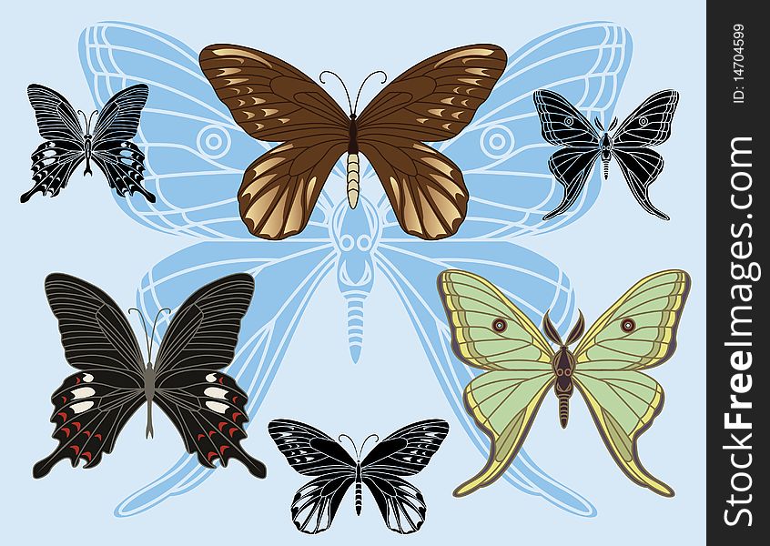 Set of colored butterflies and stencils for design