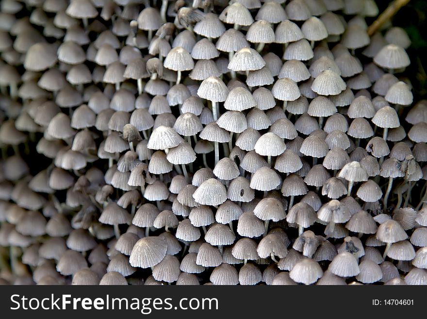 Couple of grey mushrooms