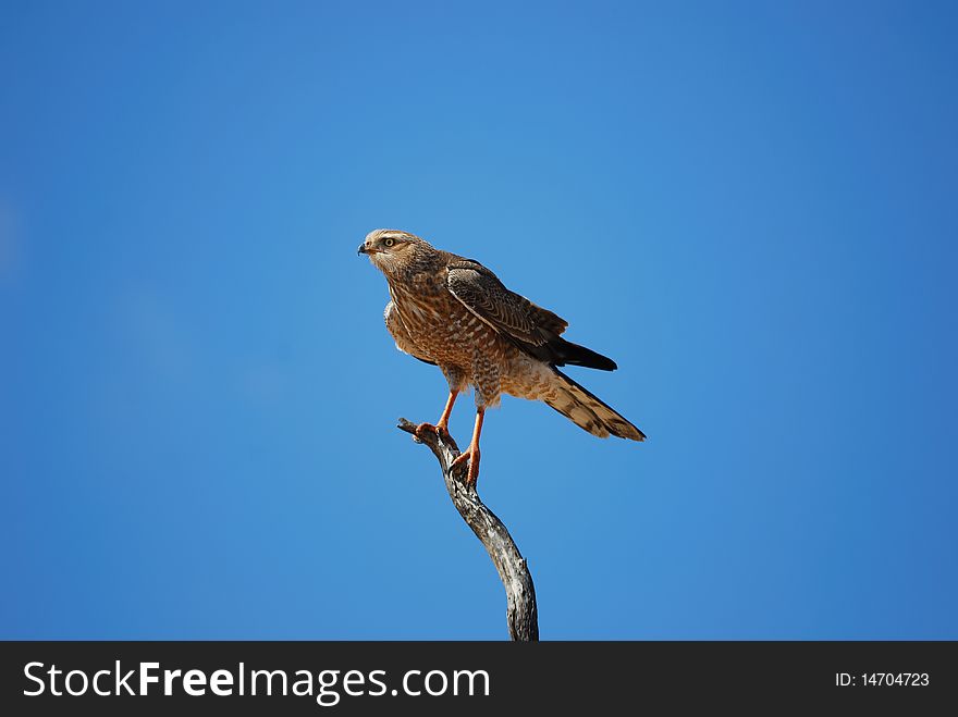 Young Pale Chanting Goshawk (Melierax Canorus)