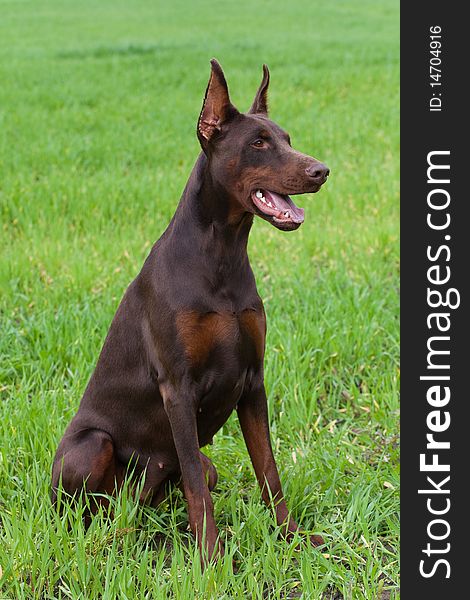 Young brown doberman sitting on the green grass. Young brown doberman sitting on the green grass