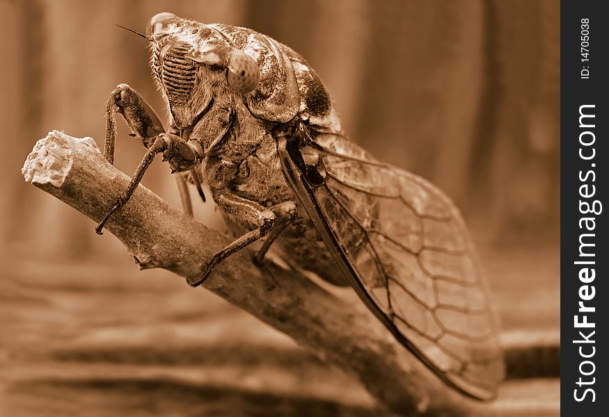 Cicada on the twig in the morning