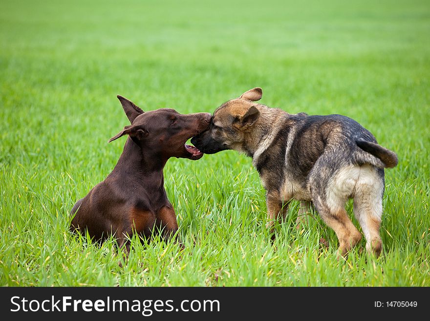 Young doberman and shepherd puppys playing on the green grass. Young doberman and shepherd puppys playing on the green grass