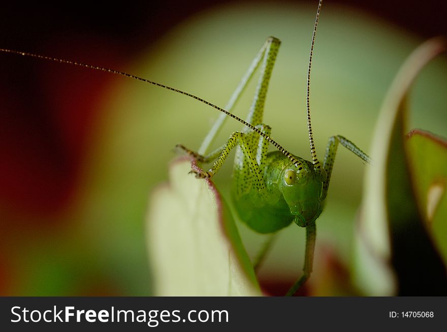 Grasshopper with big antennae on the leaf