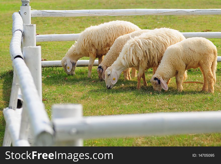 4 sheeps inside wodden fence eating grass