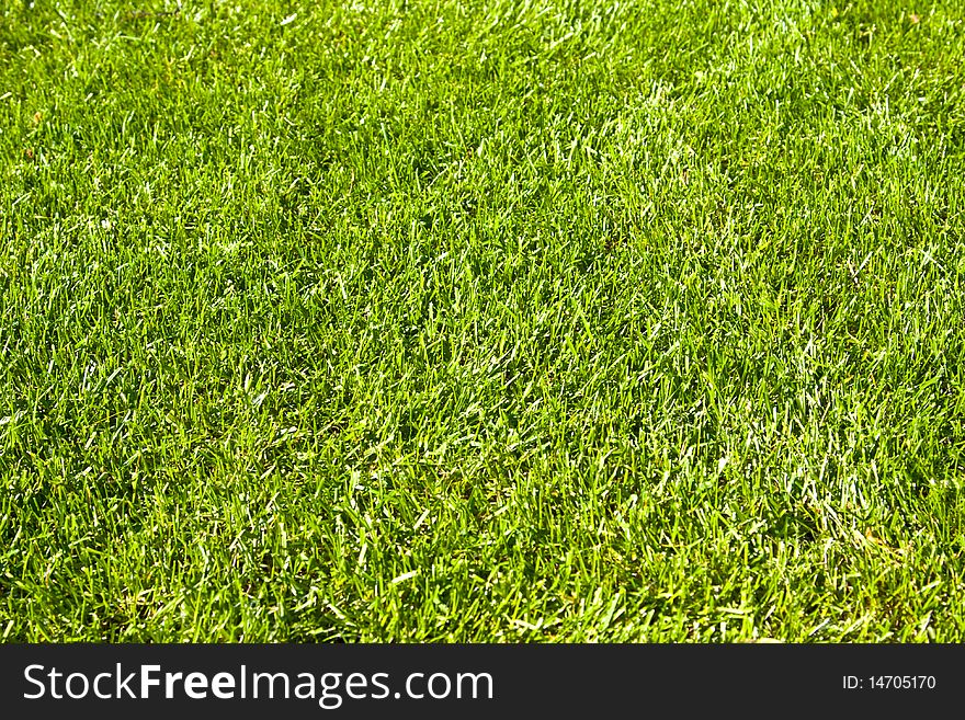 Summer green grass field background