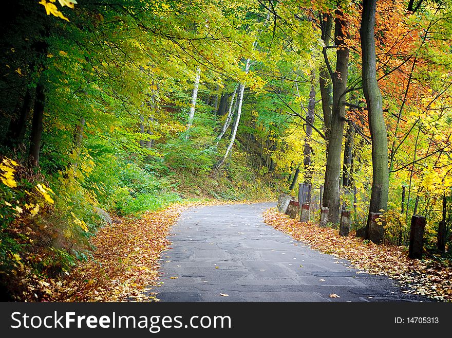 The road through the autumnal park