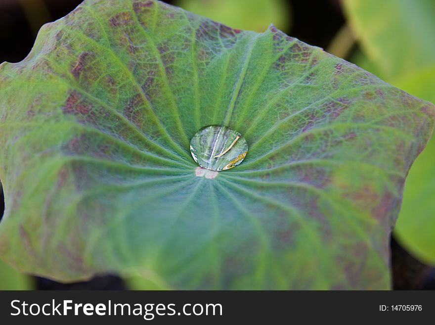 Image Of Lotus Leaf