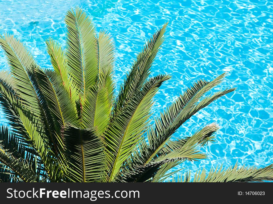 Palm tree on blue hotel pool