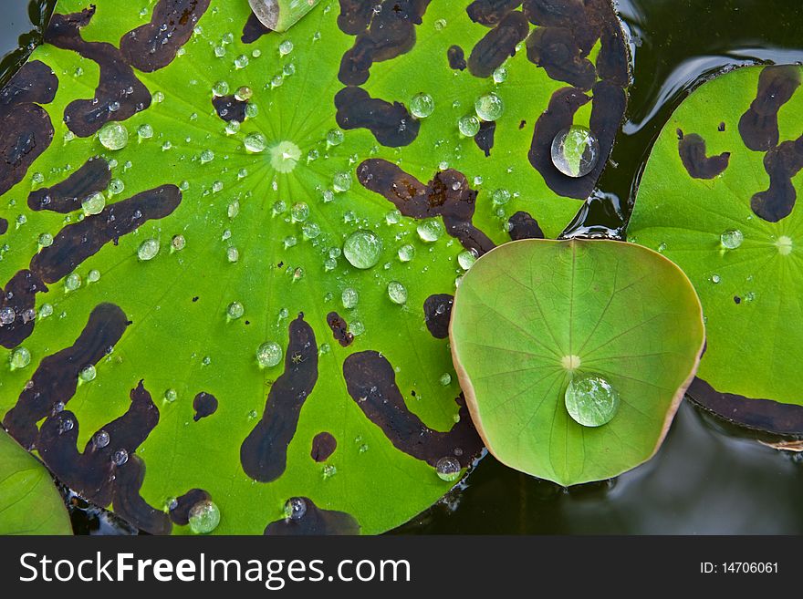 Image Of Lotus Leaf