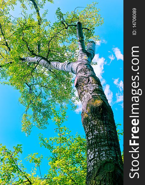 Tree canopy in spring time