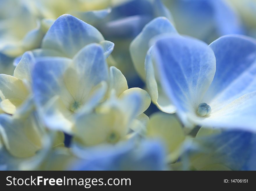 Pale Blued Hydrangea is blooming at Koiwa, Japan