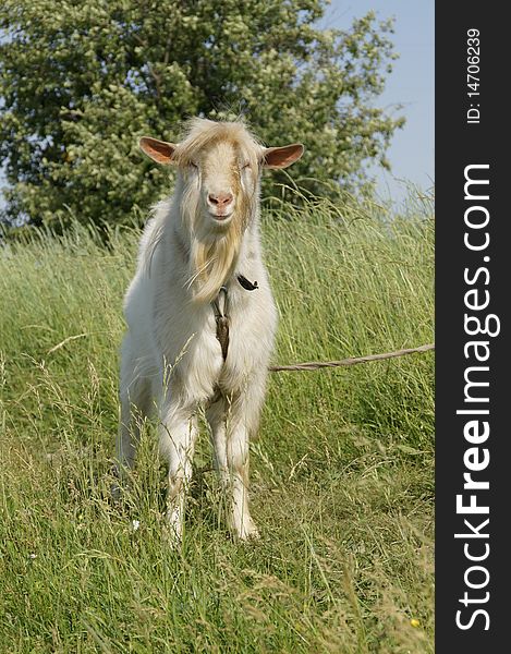 Adult goats on the meadow looks in the camera